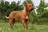 DOGUE DE BORDEAUX 243